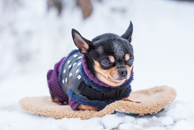 冬は寒い小型犬のジャケット。雪の上の冬服のチワワ