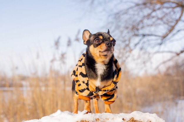 Small dog jacket cold in the winter. Chihuahua in winter clothes on snow