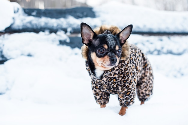 Маленькая собачья куртка зимой холодная.