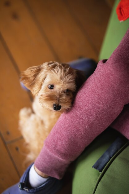 マルプー種の小型犬が愛人の足元に座っています