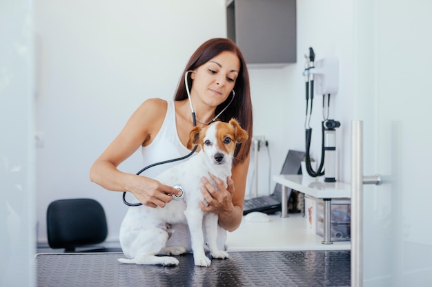 Small dog at the medical hospital