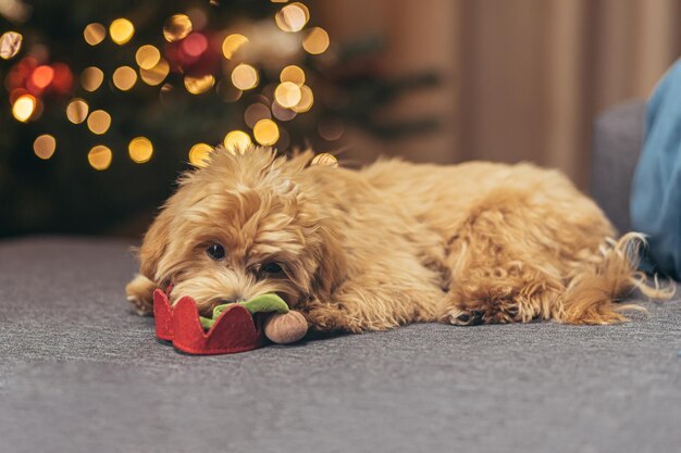 A small dog of the multipoo breed is sitting on the sofa near the christmas tree on christmas and