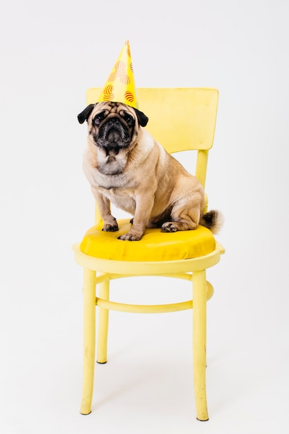 Photo small dog in party hat sitting on chair