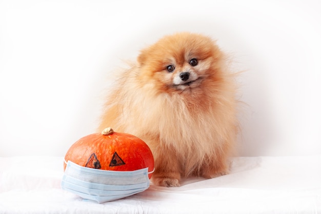 小さな犬ポメラニアンふわふわ医療マスクのオレンジ色のカボチャの横に座ってハロウィーン