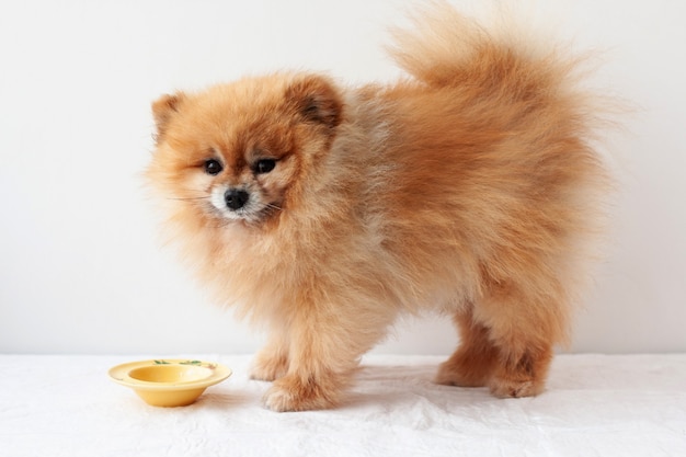 A small dog, a Pomeranian, stands next to a yellow bowl she has eaten and looks at the camera, side view.