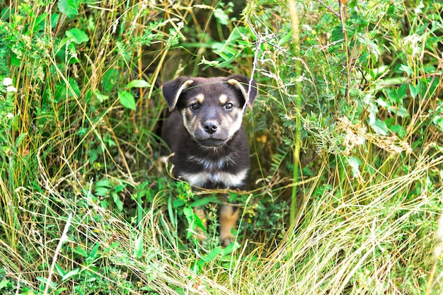 small dog puppy in the grass