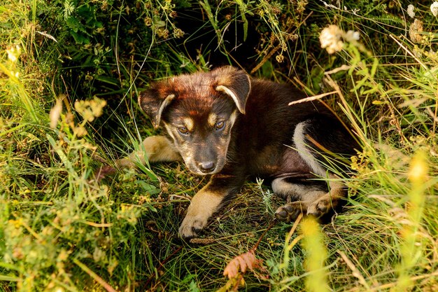 small dog puppy in the grass