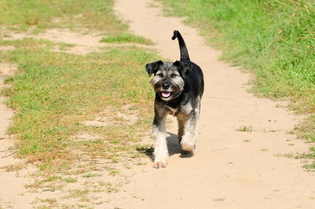 小さな犬が晴れた朝のモスクワ地方ロシアの野原に沿って小道を走っています