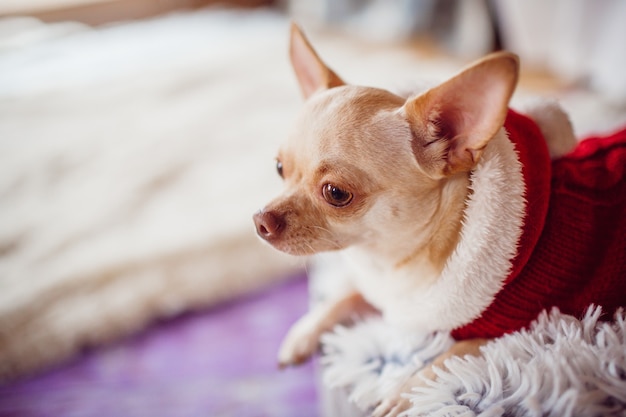 床に座っている小さな犬