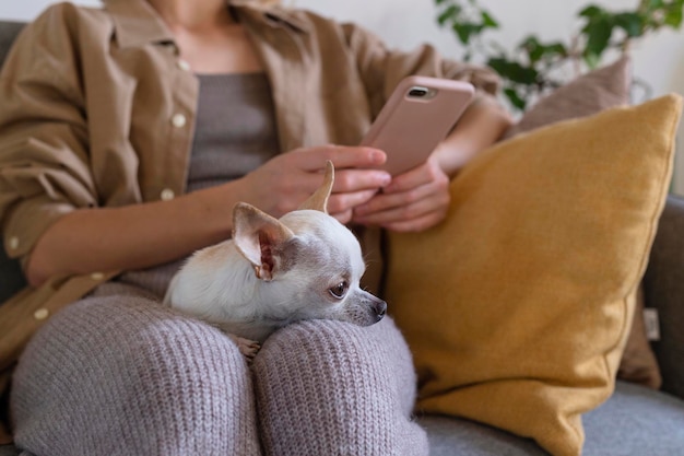 Small dog sitting on lap of woman using vet app on phone