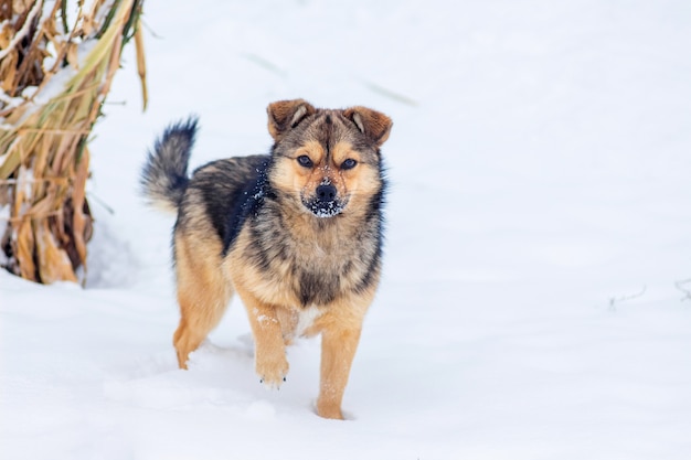 Piccolo cane nella neve in giardino d'inverno_