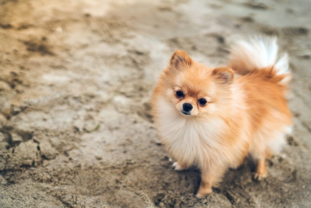 砂の上に立っている小型犬スピッツ