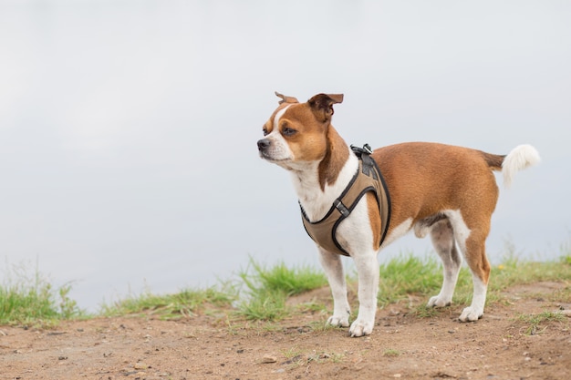 Piccolo cane in piedi sulla spiaggia al giorno d'estate