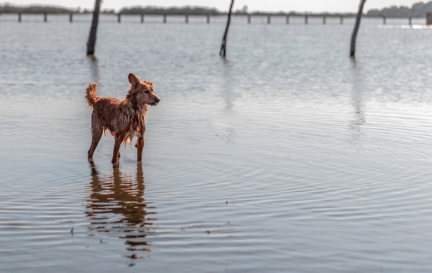 Foto piccolo cane in piedi sull'acqua