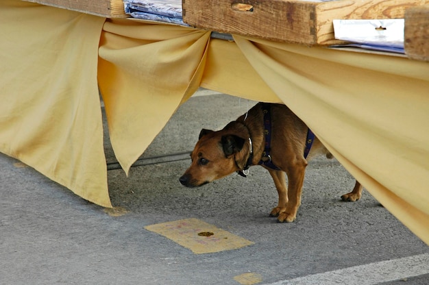 Small dog under a table La Nucia Costa Blanca Spain