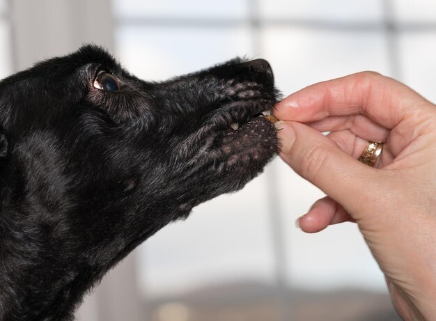 Small dog treat being put into puppies mouth