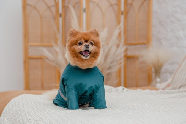 Photo a small dog wearing a teal shirt sits on a bed in front of a wall with a wooden background.