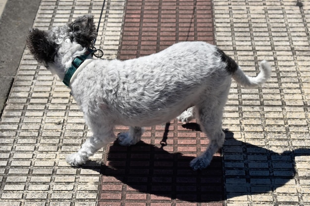 Small dog with black and white spots