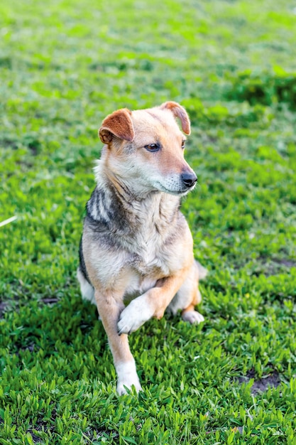 足を骨折した小さな犬が草の上に座っています