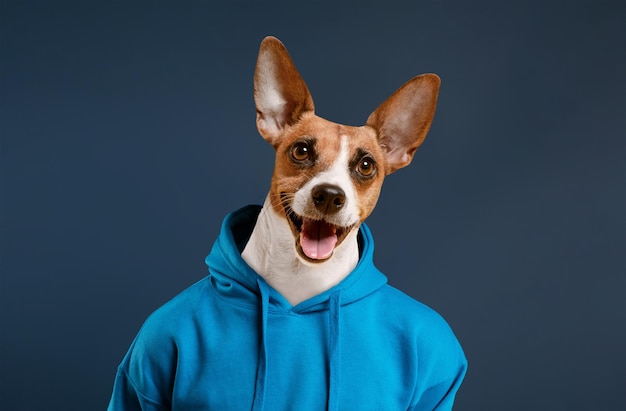 a small dog with brown and white fur is wearing a bright blue hoodie it is standing in front of a
