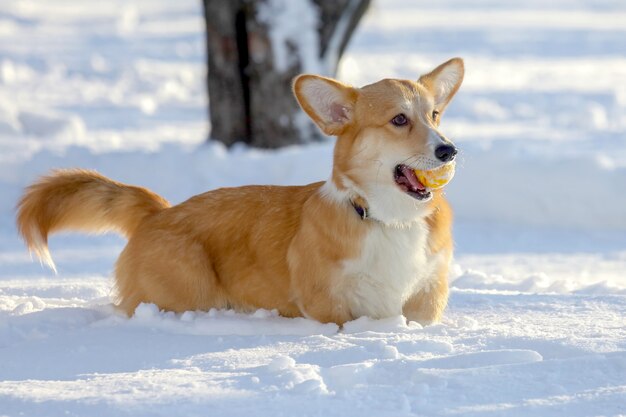 歯に黄色いボールを持った小さな犬が雪の中で遊ぶ