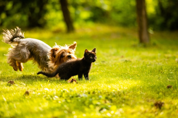 芝生の上でかわいい黒い子猫を追いかける小さな犬