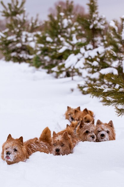 Foto piccoli cani camminano nella neve profonda