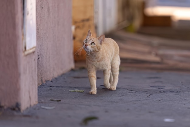 選択的な焦点を当てたクローズアップの小さな飼い猫