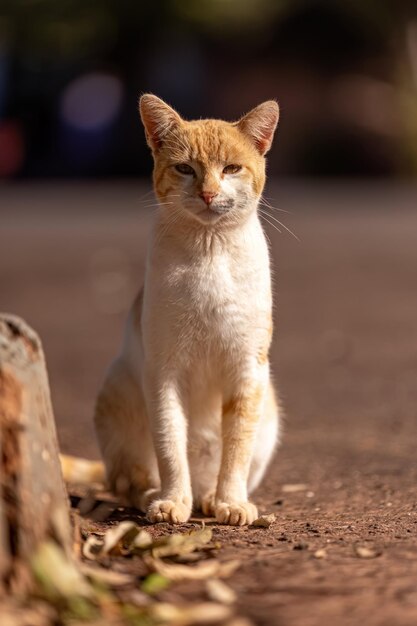 選択的な焦点を当てたクローズアップの小さな飼い猫