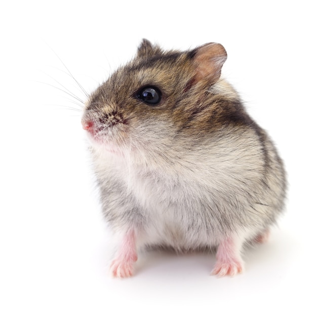 Small domestic hamster isolated on white background.