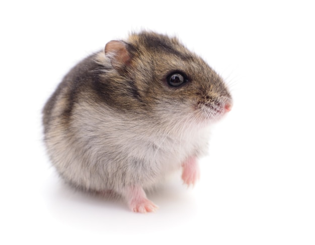 Small domestic hamster isolated on white background.