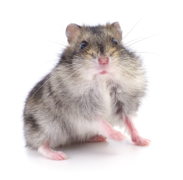 Small domestic hamster isolated on white background.