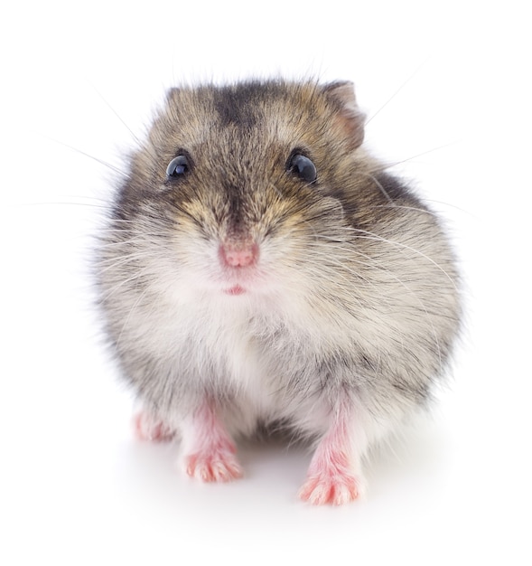 Small domestic hamster isolated on white background.