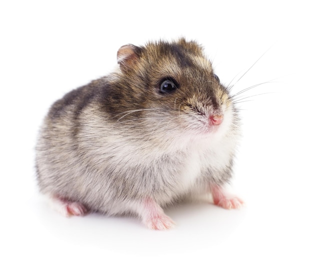 Small domestic hamster isolated on white background.