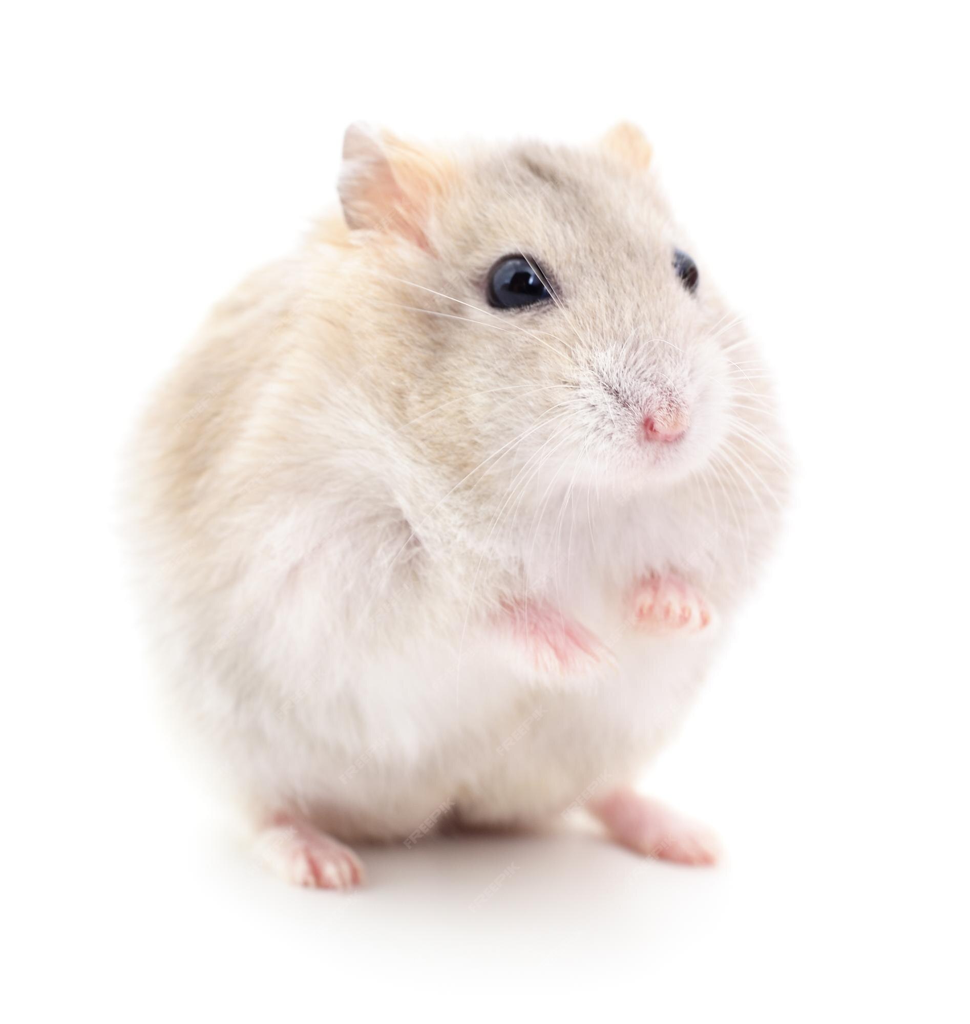 Small White Hamster On A White Background Stock Photo - Download