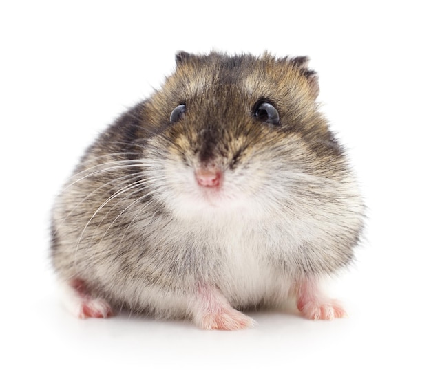 Small domestic hamster isolated on white background