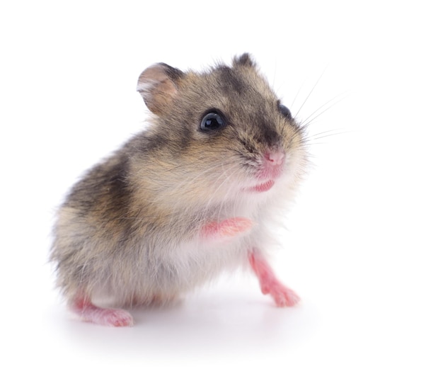 Small domestic hamster isolated on white background