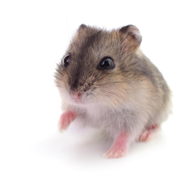 Small domestic hamster isolated on white background