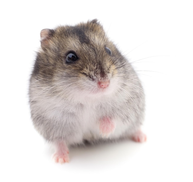 Small domestic hamster isolated on white background