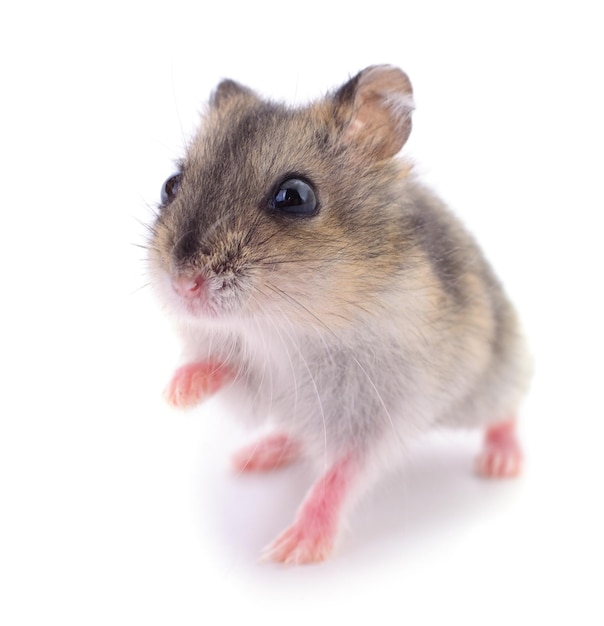 Small domestic hamster isolated on white background