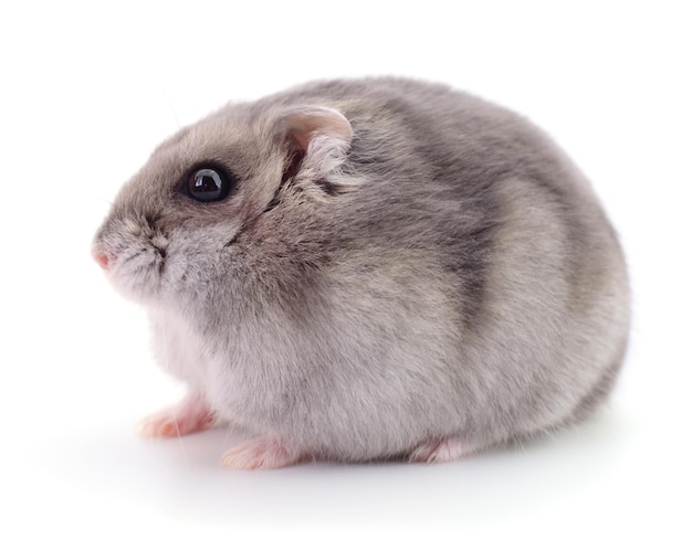 Small domestic hamster