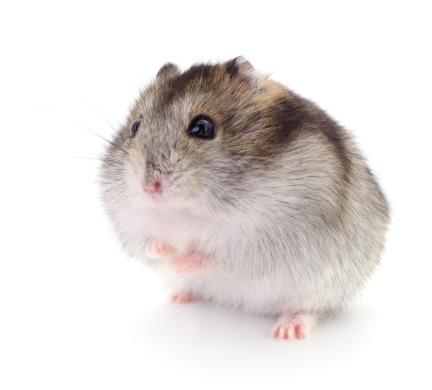 Small domestic hamster