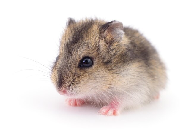 Small domestic hamster