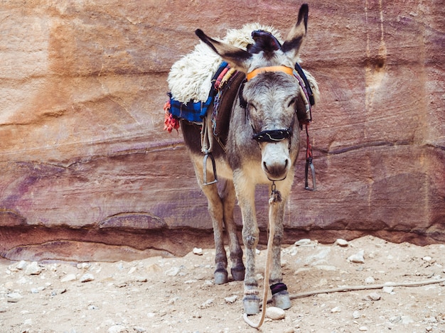 Small donkey on the background of the rock