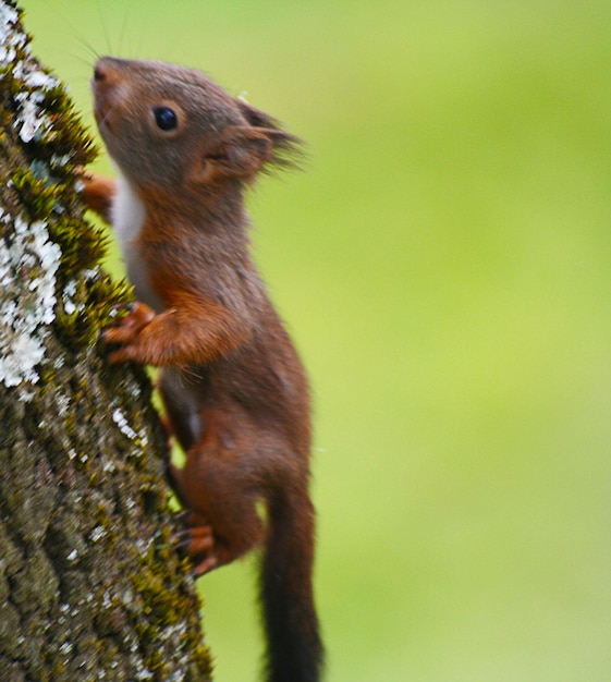 Photo a small dormouse on a tree