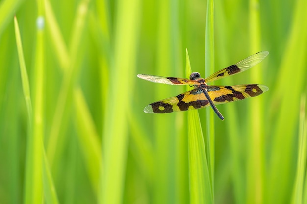 Small dragonfly black wings alternate yellow perched on the\
grass and blurred green background