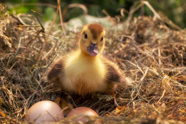 small duck sits on a hay nest