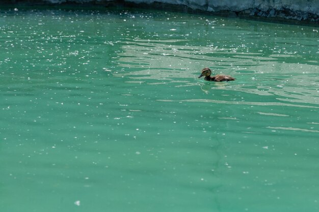 Small duckling floating on water