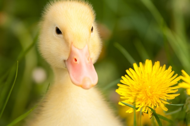 Small duckling in green grass