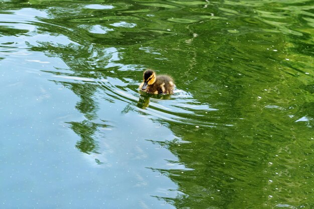 A small duckling swims alone in a pond